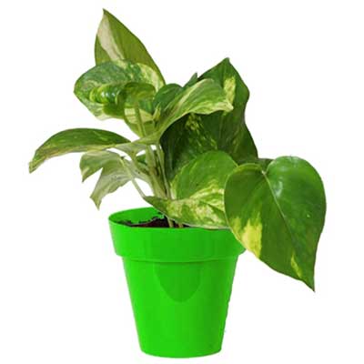 "Money plant with Pot - Click here to View more details about this Product